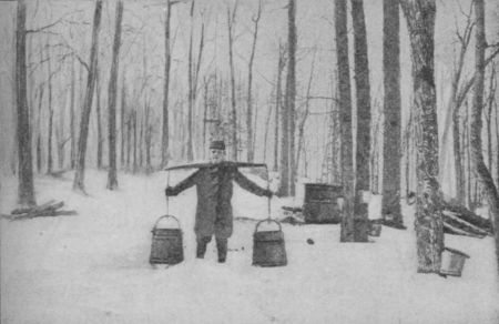Sap-yoke and Pails for gathering Sap Fig. 30.—Sap-yoke and Pails for gathering Sap.
