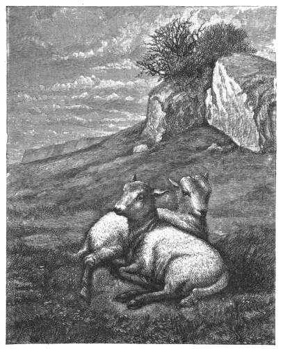 Lambs on the Mountain-side. By WILLIAM MORRIS HUNT. Lambs on the Mountain-side. By WILLIAM MORRIS HUNT.