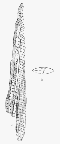 Fig. 114