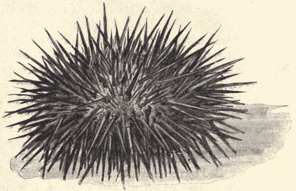 A sea-urchin. A sea-urchin.