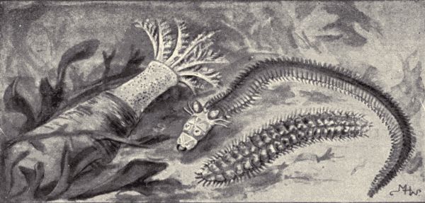 Marine worms. Marine worms.