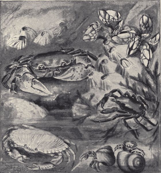 Crabs and barnacles. Crabs and barnacles.