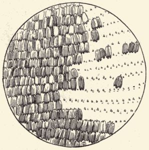 Wing of Monarch butterfly. Wing of Monarch butterfly.
