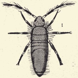 The American spring-tail. The American spring-tail.