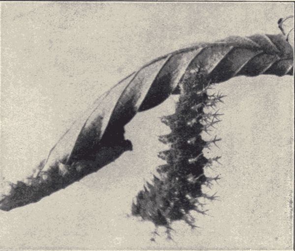 The larva of the violet tip butterfly. The larva of the violet tip butterfly.