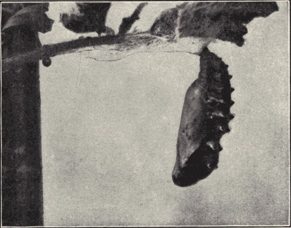 Chrysalid (pupa) of the violet tip butterfly. Chrysalid (pupa) of the violet tip butterfly.