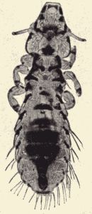 A bird louse. A bird louse.