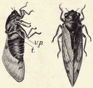 The seventeen-year cicada. The seventeen-year cicada.