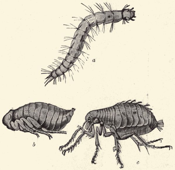 The house-flea. The house-flea.