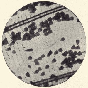 Denuded butterfly wing. Denuded butterfly wing.