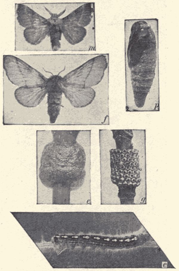 The forest tent-caterpillar moth. The forest tent-caterpillar moth.