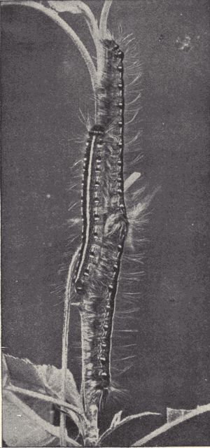 A trio of apple tent-caterpillars. A trio of apple tent-caterpillars.