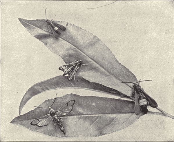 Moths of the peach-tree borer. Moths of the peach-tree borer.