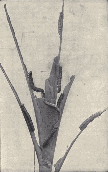 Army-worms. Army-worms.