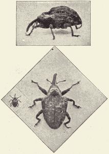 The quince-curculio. The quince-curculio.