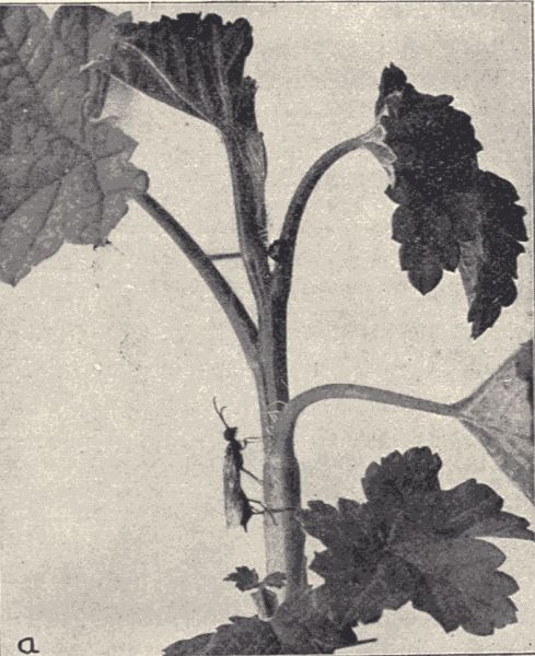 The currant-stem girdler. The currant-stem girdler.