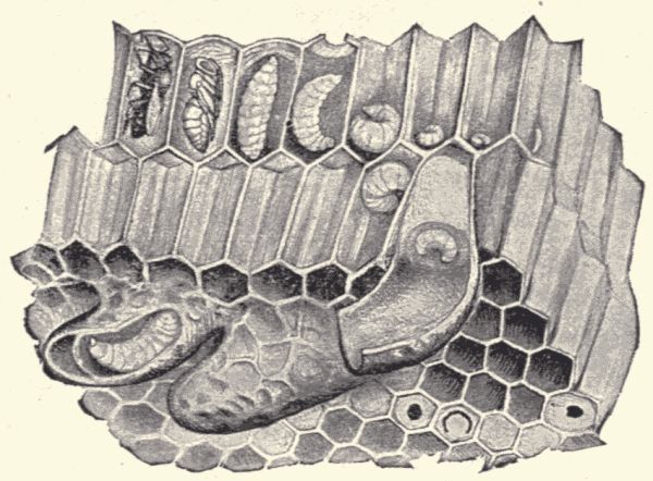 Worker brood and queen cells. Worker brood and queen cells.