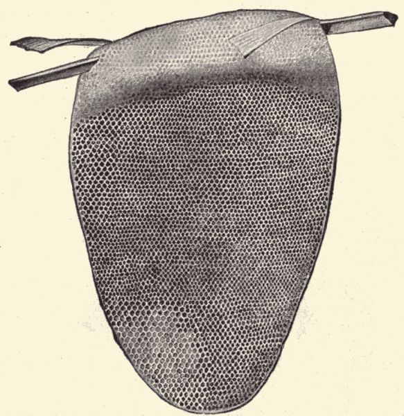 Comb of the tiny East Indian honey-bee. Comb of the tiny East Indian honey-bee.