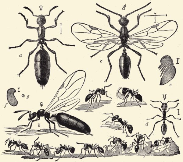 The little black ant. The little black ant.