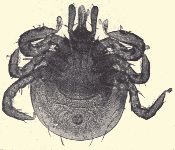 Bird mite. Bird mite.