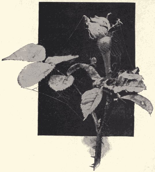 Spider and its web. Spider and its web.