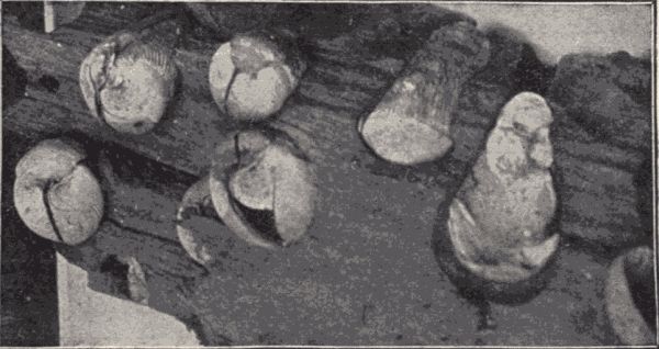 Martesia xylophaga. Martesia xylophaga.