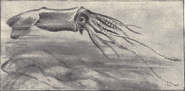 The giant squid. The giant squid.