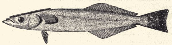 The remora. The remora.