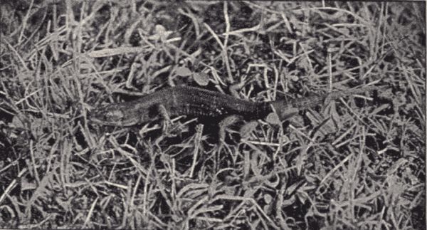 A lizard in the grass. A lizard in the grass.