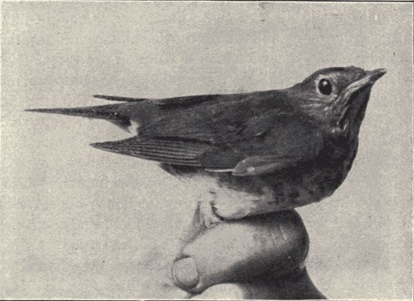 Russet-backed thrush. Russet-backed thrush.