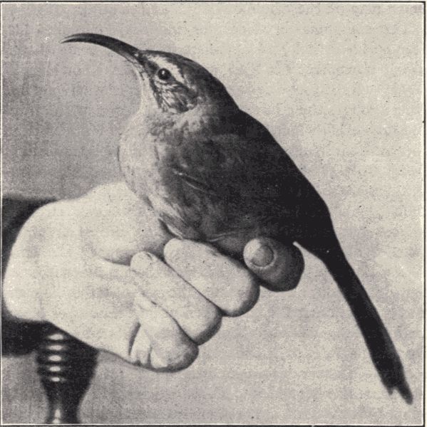 Sickle-billed thrasher. Sickle-billed thrasher.