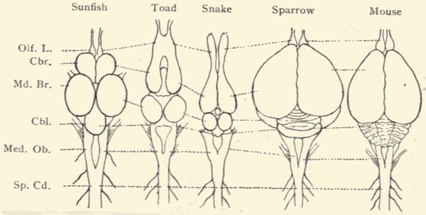 Diagram of brains of vertebrates. Diagram of brains of vertebrates.