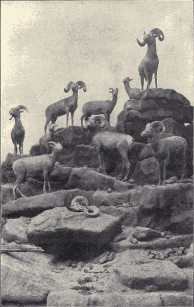 A group of Rocky Mountain sheep. A group of Rocky Mountain sheep.