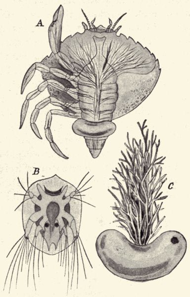 Sacculina. Sacculina.