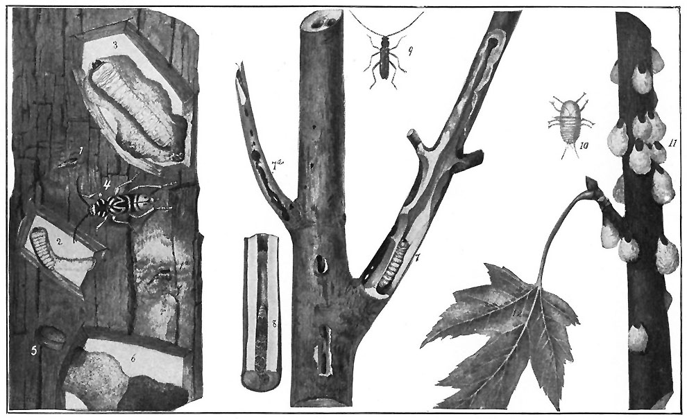 INSECTS INJURIOUS TO AMERICAN MAPLE TREES.