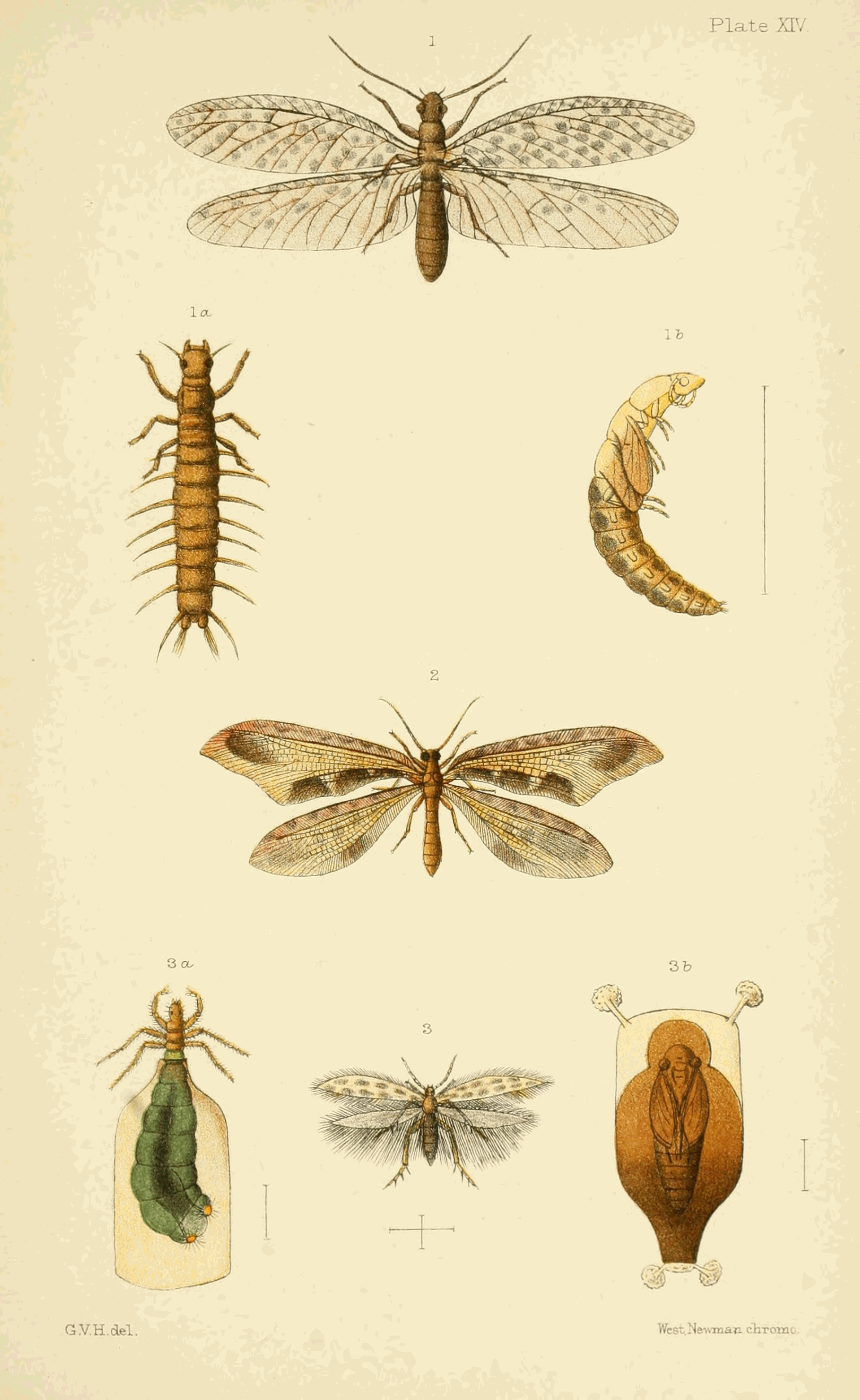 Plate XIV. Plate XIV.