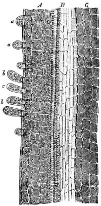 see caption see caption