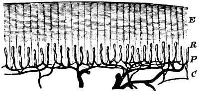 see caption see caption