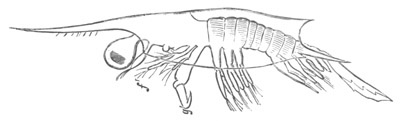 Advanced Erichthus larva of Squilla