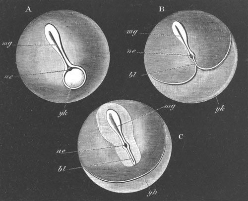 Illustration: Figure 175