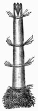 Fig. 48.—Ovipositor of the Bot-fly (Œstrus bovis). Fig. 48.—Ovipositor of the Bot-fly (Œstrus bovis).