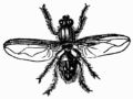 Fig. 62.—House Fly (Musca domestica). Fig. 62.—House Fly (Musca domestica).