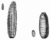 Fig. 67.—Larvæ of Dacus oleæ (magnified and natural size). Fig. 67.—Larvæ of Dacus oleæ (magnified and natural size).