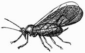 Fig. 87, 88.—Winged Aphides, or Plant-lice (magnified). Fig. 88.—Winged Aphides, or Plant-lice (magnified).