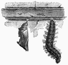 Fig. 159.—Larva and chrysalis of the large Tortoise-shell  Fig. 159.—Larva and chrysalis of the large Tortoise-shell