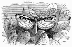 Fig. 269.—Ædia pusiella. Fig. 269.—Ædia pusiella.