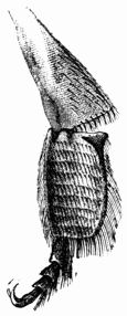 Fig. 310.—Leg of a Bee (magnified). Fig. 310.—Leg of a Bee (magnified).