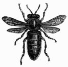Fig. 313.—Female, or Queen Fig. 313.—Female, or Queen
