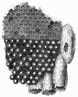 Fig. 320.—Portion of the comb, with the eggs occupying the   cells. One of the royal cells has been opened by the queen. Fig. 320.—Portion of the comb, with the eggs occupying the   cells. One of the royal cells has been opened by the queen.