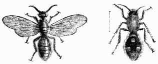 Fig. 372.—Mutilla Europæa, male and female. Fig. 372.—Mutilla Europæa, male and female.
